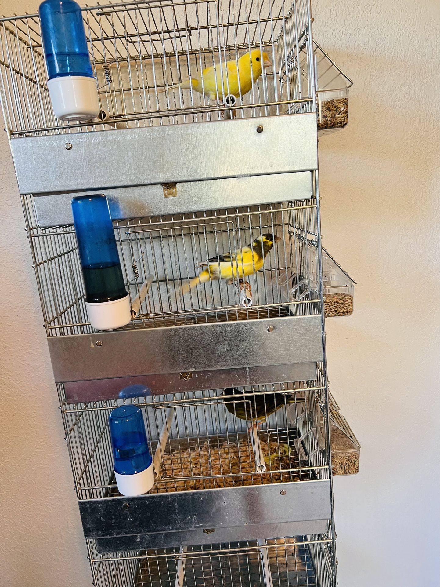 Bird Cage And Canary (jaula Y Canario )