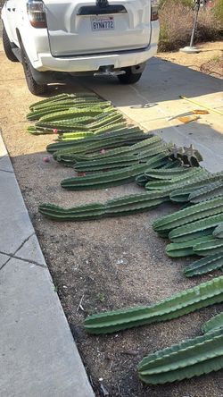Peruvian, apple cactus