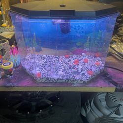 Small Fish Tank 