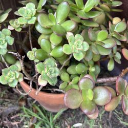 Healthy Jade Plants