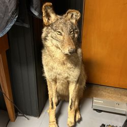  Coyote Mount 