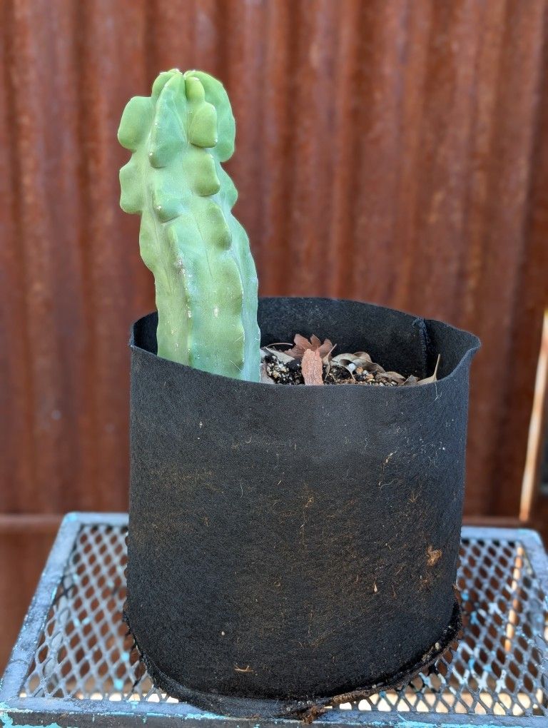 Totem Cactus