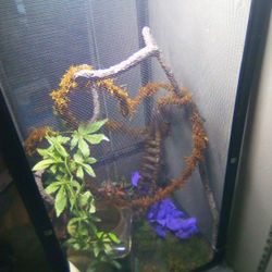 chameleon habitat w/ Plants Vines &branches for climbing. + Dripper