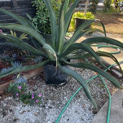 agave vilmoriniana for sale only $50