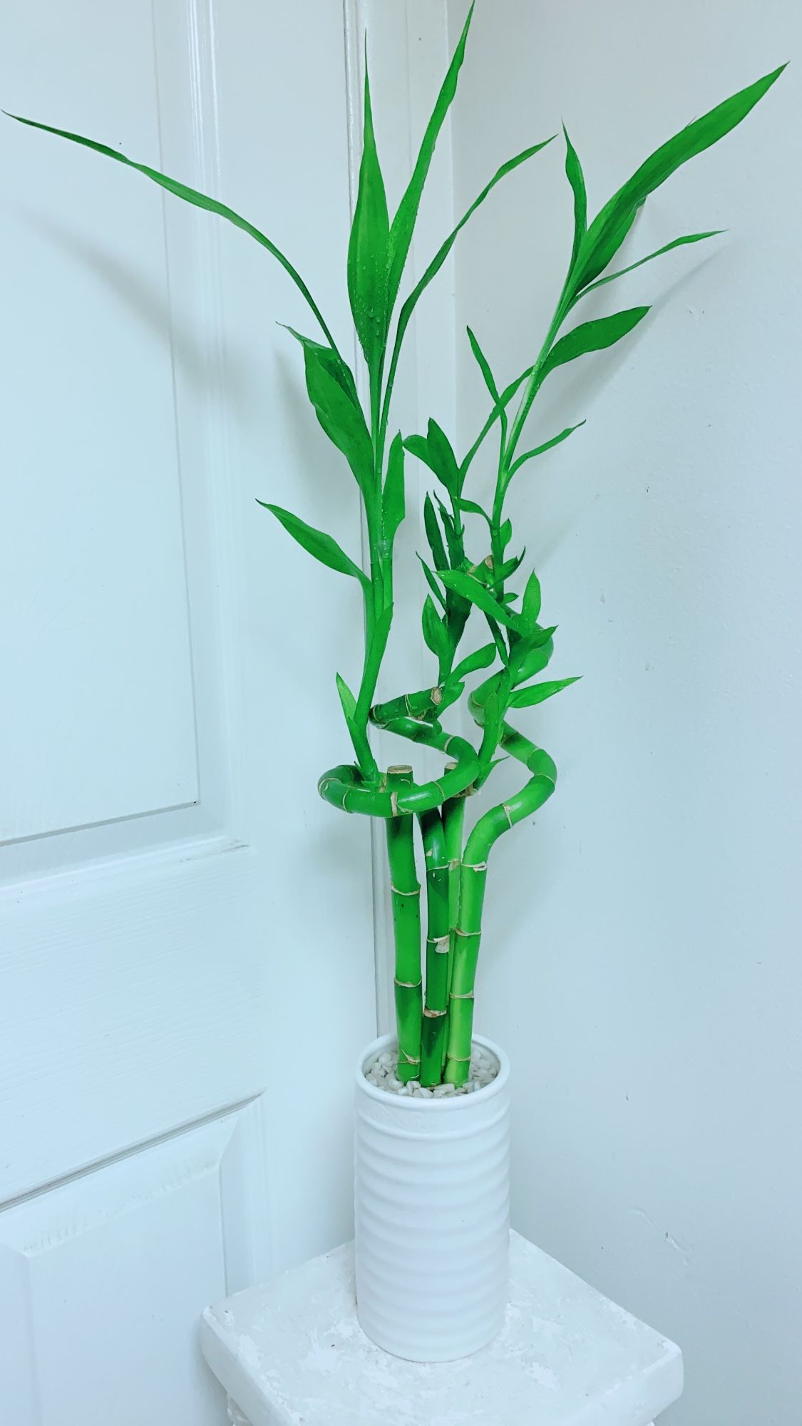 Lucky 🍀 Bamboo Plants 🎋🎋🎋🎋🎋 2’7” tall - Indoor Plant