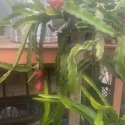 Pitayas Dragon Fruit 