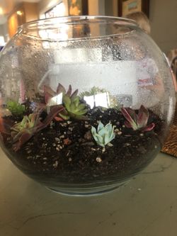 Succulents In A Fish Bowl