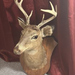 Taxidermy deer head for Sale or Trade