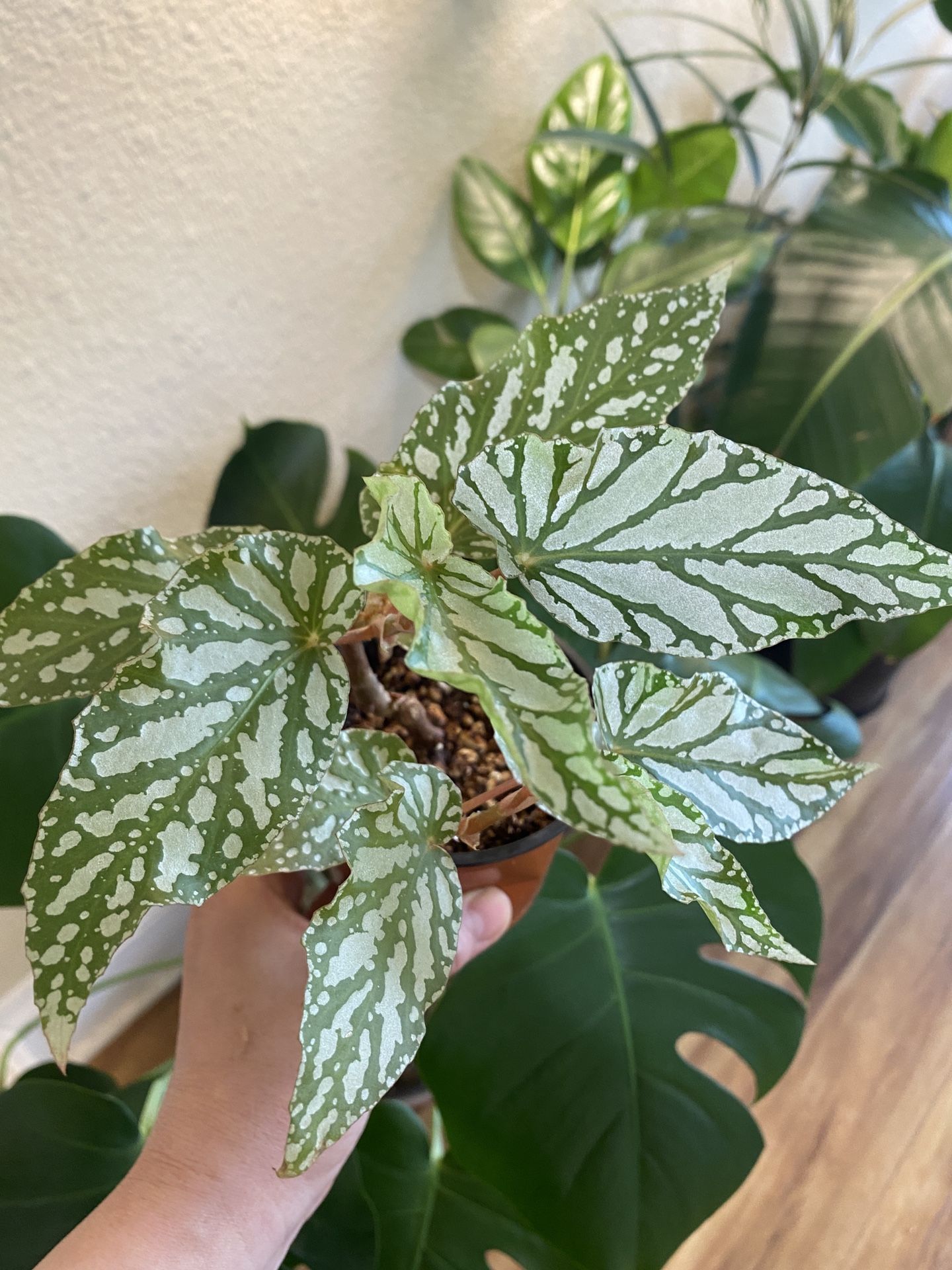 Begonia Ice Capades
