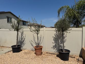 3 non fruiting olive trees. Monrovia farms.