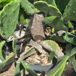 Cactus $20