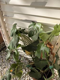 Large Monstera Deliciosa Potted Plant