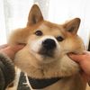 Lucky Shiba