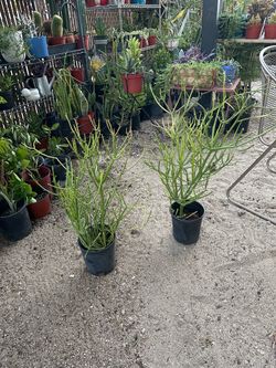 Firestick plant