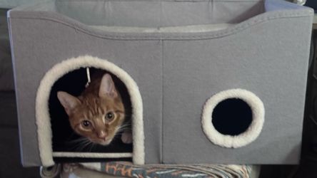 Cathouse