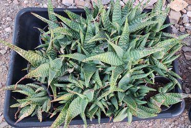 Aloe Vera Plants