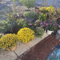 Numerous On potted plants take all $100