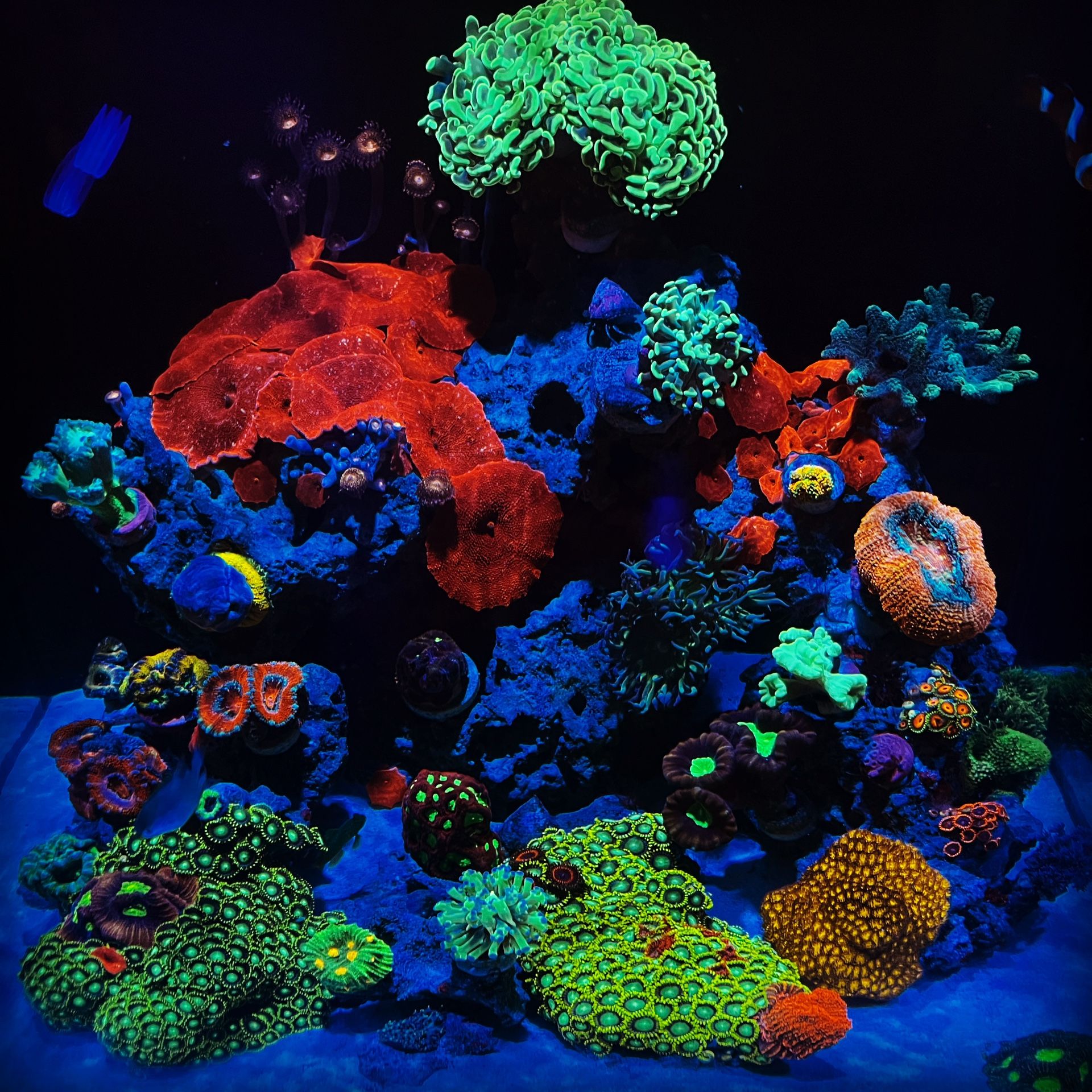 Reef Tank