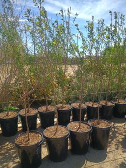 Persimmon, Cherry  Trees