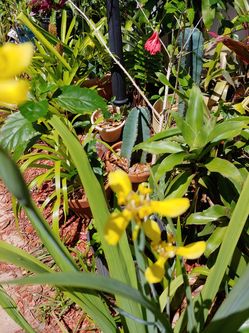 Plant. Yellow orchid