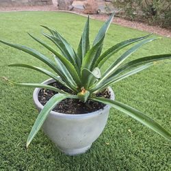 Live Blue Agave Plant In 10inch Tall Grey Urn Shape Resin  Pot