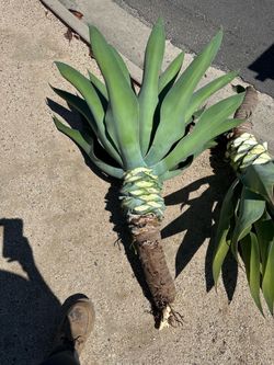 Agave
