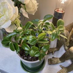 House Plant in Ceramic Pot