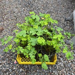 Hardy, Outdoor Oxilla Plants.