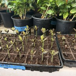 Cacao Plants **chocolate**