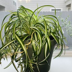 Curly Spider Plant In 8” Green Plastic Pot 