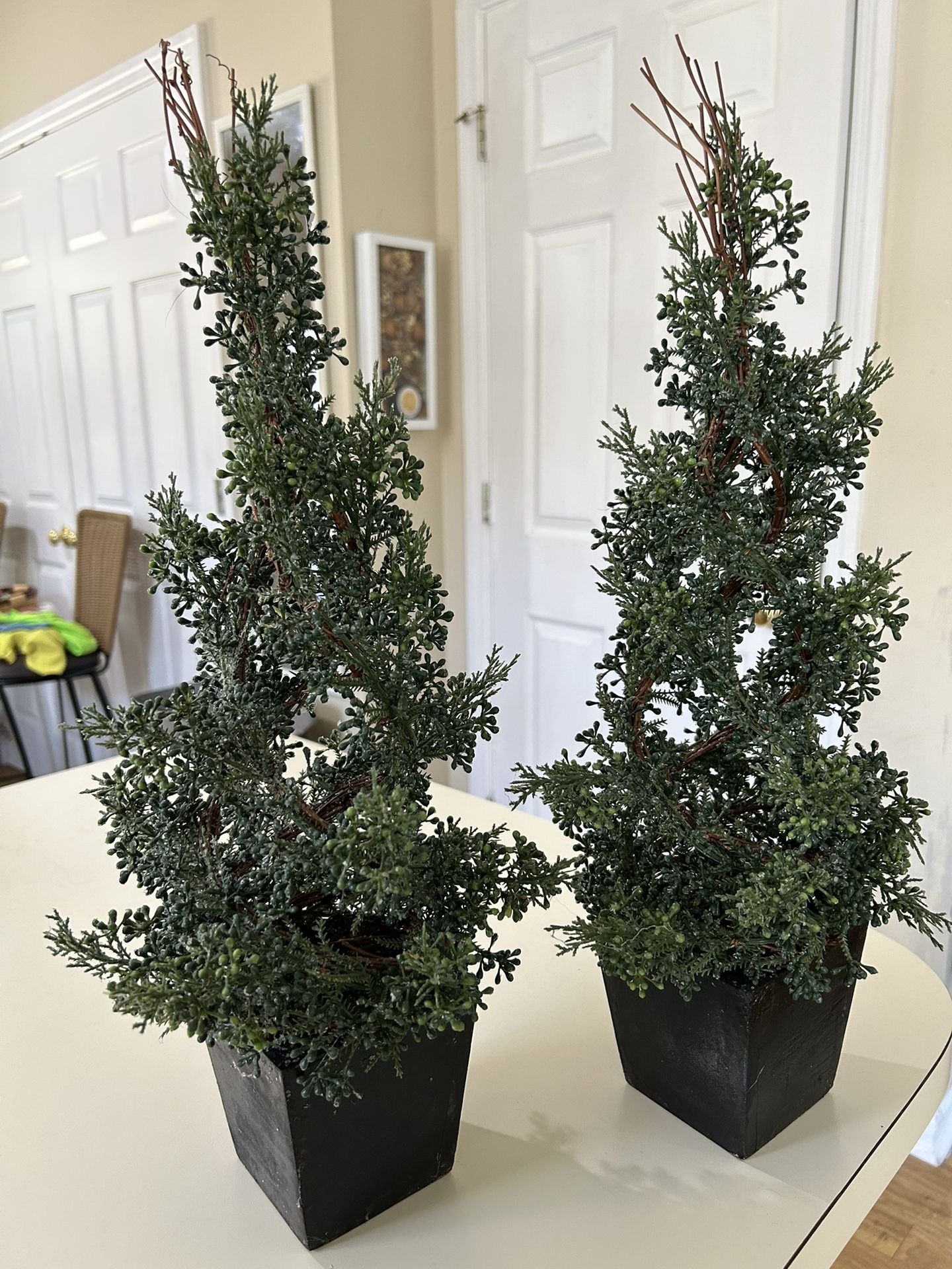 Two  Decoration Plant
