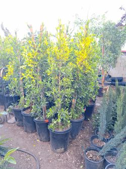 Ficus Nitida Colun 