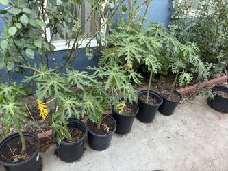 Mexican Papaya Trees