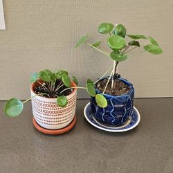 Houseplants $10 Each