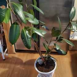 4-1/2 Ft Rubber Plant