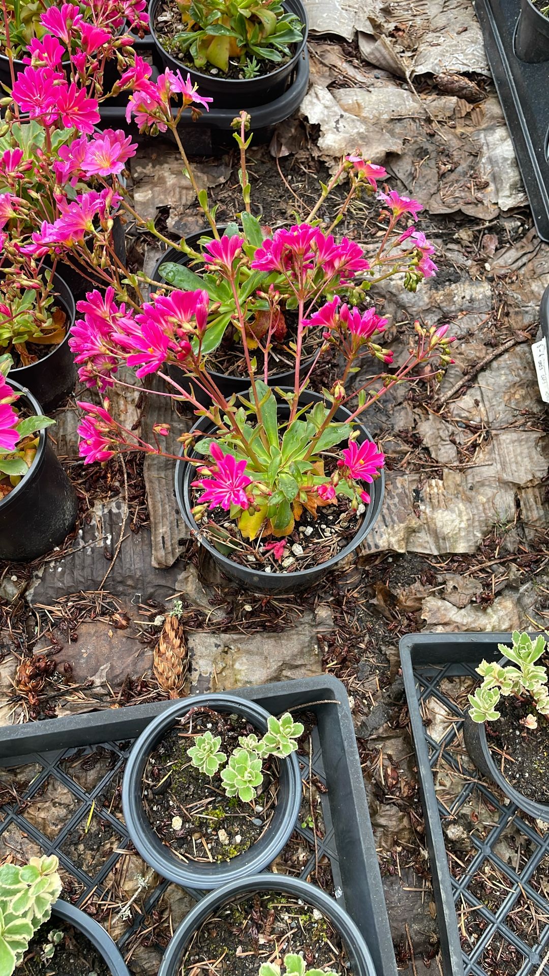 Lewisia