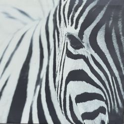 Zebra Canvas Print Picture