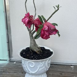 Desert Rose.  Rosa Del Desierto 