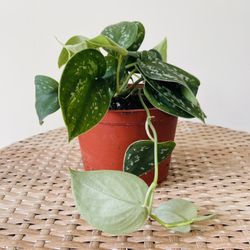 Satin Pothos Plants