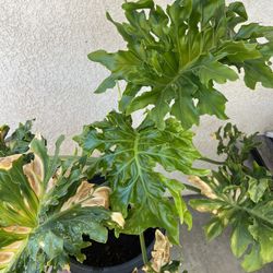 Big Plant