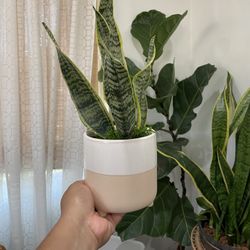Snakeplant Planter