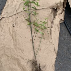 Understory Shrub- Strawberry Bush (Hearts A Busting) .  Shade Tolerant 