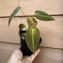 4” Philodendron Melano