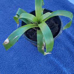 Yellow Bromlaid Plant One Gallon Pot 