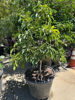 Reed Avocado Tree 24” box  (large round fruits with small seed)