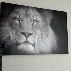 Lion Portrait 