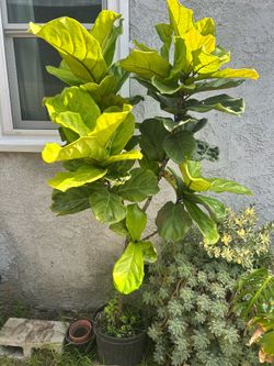 Real plant