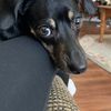 Jaz