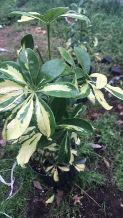 Umbrella Tree Variegated 