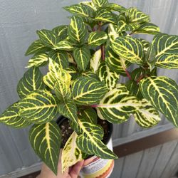 Outdoor Shade Plant In 1 Gallon Pot 
